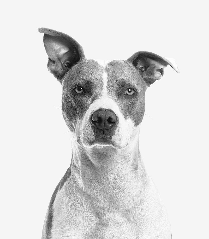 VetScribe
